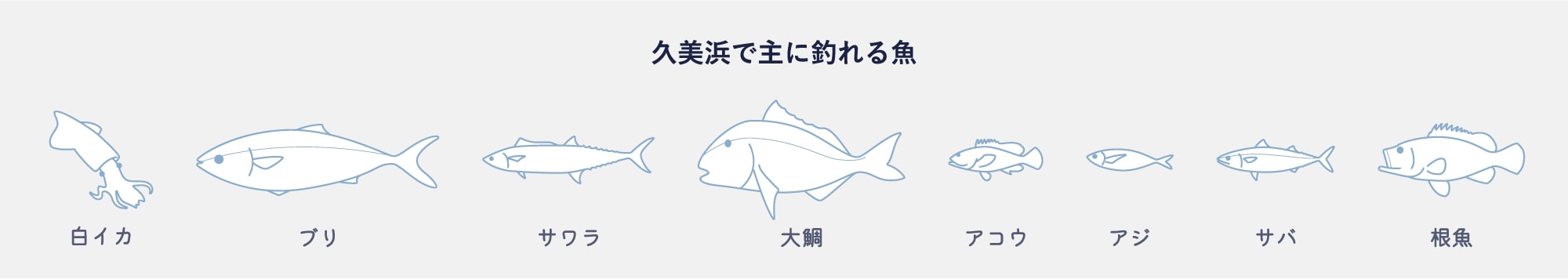 久美浜で主に釣れる魚